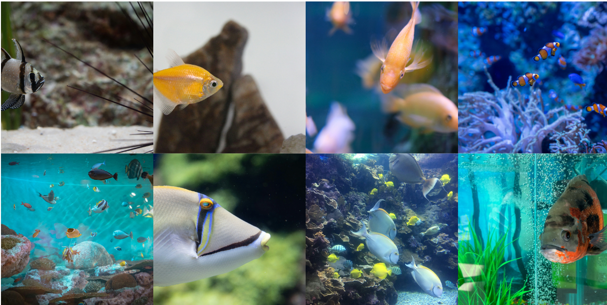 Fish & Aquarium gallery preview