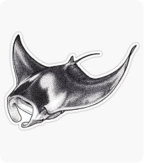 Giant Oceanic Manta Ray for Sale